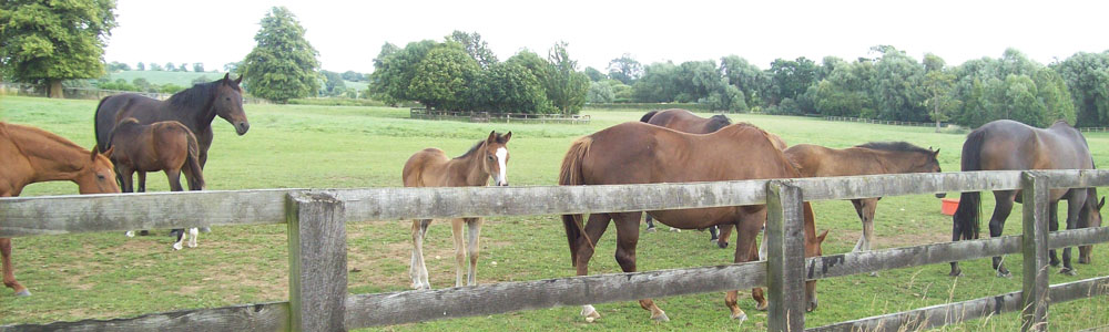 Manor Farm Stud, Braunston, Oakham Rutland LE15 8QR